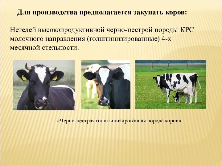 Для производства предполагается закупать коров: Нетелей высокопродуктивной черно-пестрой породы КРС молочного направления (голштинизированные)