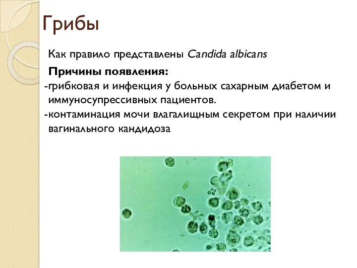 Грибы Как правило представлены Candida albicans Причины появления: грибковая и