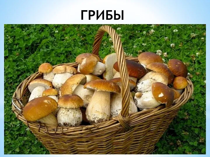 ГРИБЫ