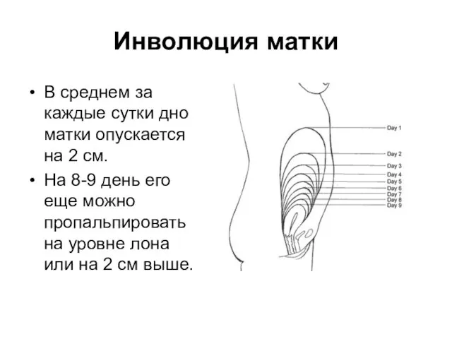 В среднем за каждые сутки дно матки опускается на 2