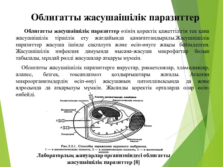 Облигатты жасушаішілік паразиттер Облигатты жасушаішілік паразиттер өзінің қоректік қажеттілігін тек