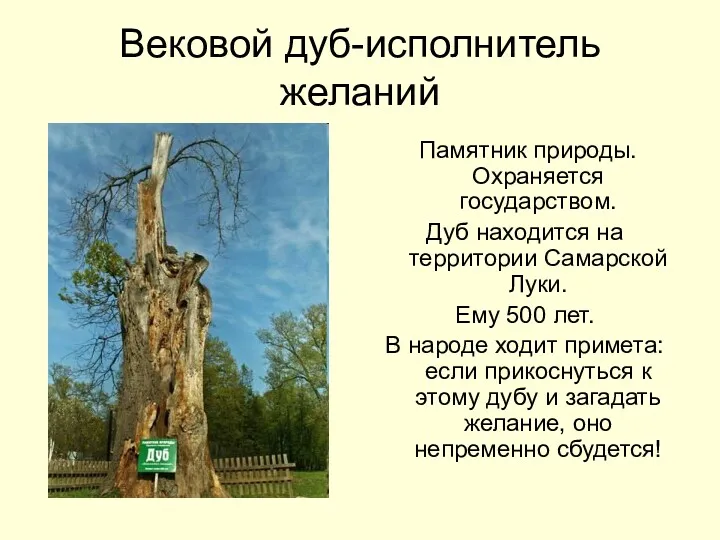 Вековой дуб-исполнитель желаний Памятник природы. Охраняется государством. Дуб находится на