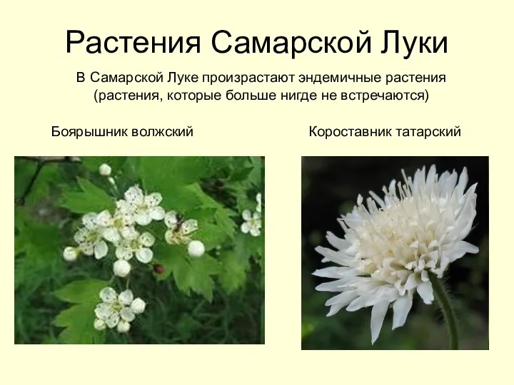 Растения Самарской Луки В Самарской Луке произрастают эндемичные растения (растения,