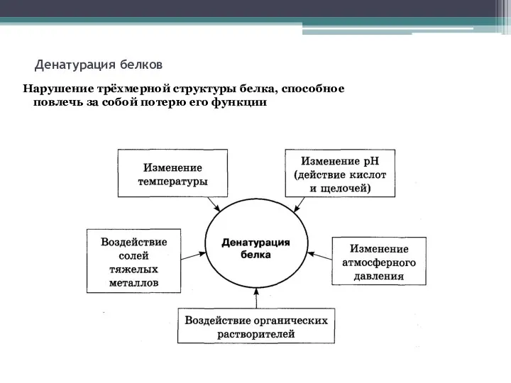 Денатурация белков Нарушение трёхмерной структуры белка, способное повлечь за собой потерю его функции