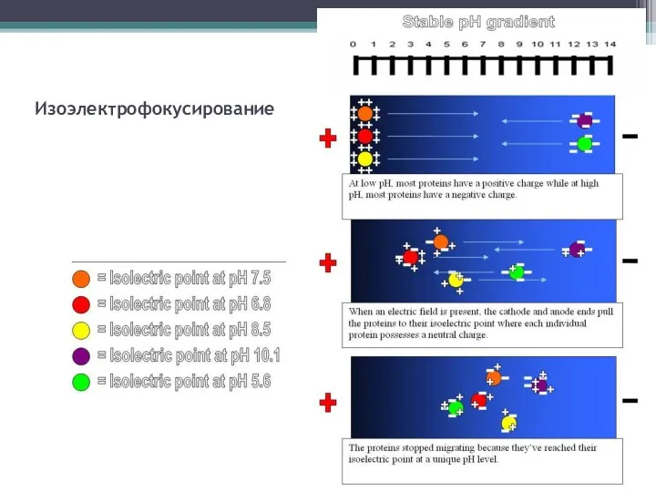 Изоэлектрофокусирование