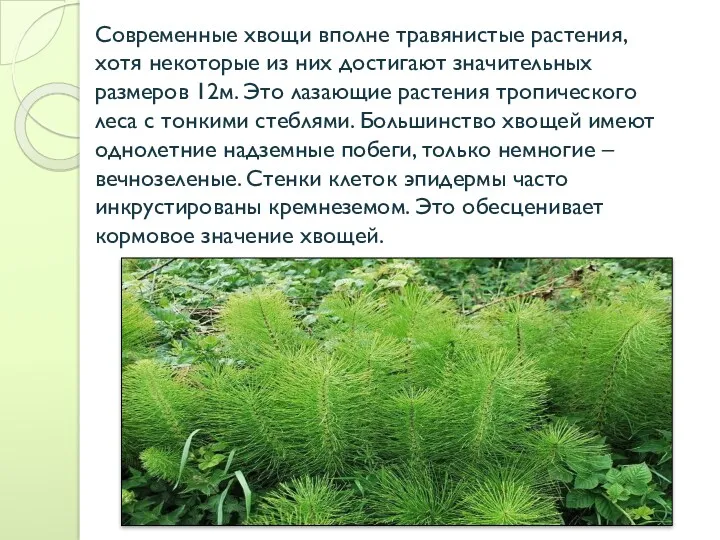 Современные хвощи вполне травянистые растения, хотя некоторые из них достигают значительных размеров 12м.