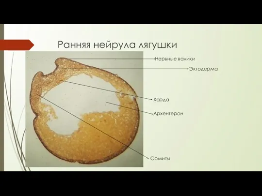 Ранняя нейрула лягушки Нервные валики Эктодерма Хорда Архентерон Сомиты