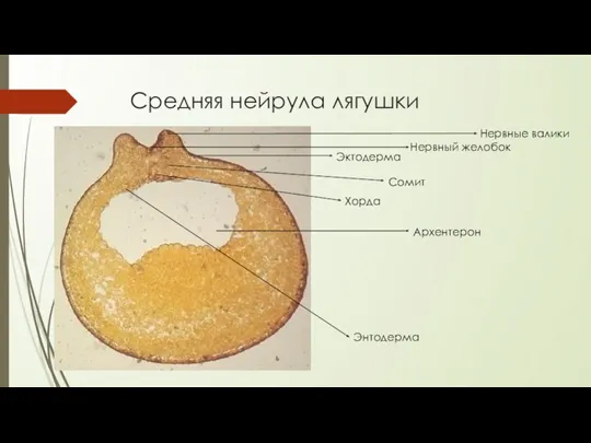 Средняя нейрула лягушки Хорда Сомит Эктодерма Нервный желобок Нервные валики Архентерон Энтодерма