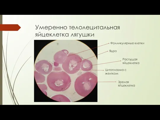 Умеренно телолецитальная яйцеклетка лягушки Ядро Цитоплазма с желтком Растущая яйцеклетка Зрелая яйцеклетка Фолликулярные клетки