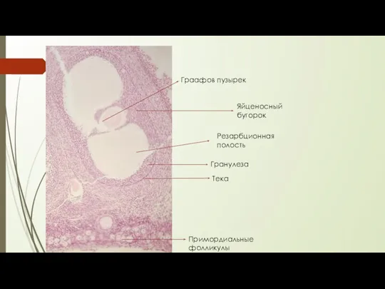 Примордиальные фолликулы Гранулеза Тека Резарбционная полость Яйценосный бугорок Граафов пузырек