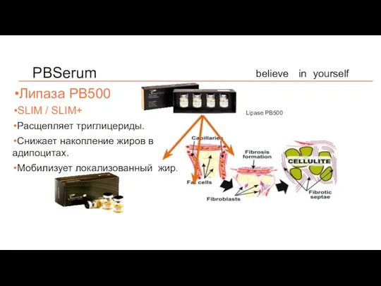 believe in yourself PBSerum Липаза PB500 SLIM / SLIM+ Расщепляет