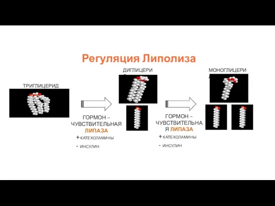 Регуляция Липолиза ГОРМОН – ЧУВСТВИТЕЛЬНАЯ ЛИПАЗА ГОРМОН – ЧУВСТВИТЕЛЬНАЯ ЛИПАЗА