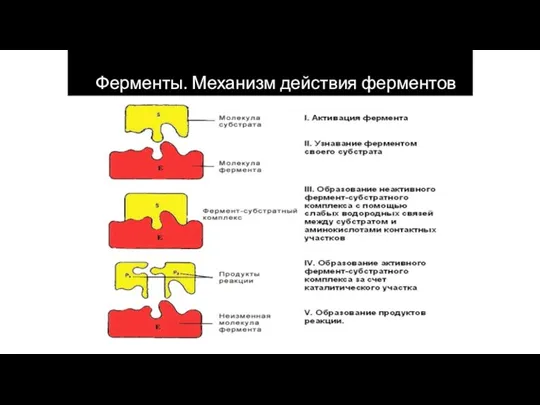 Ферменты. Механизм действия ферментов