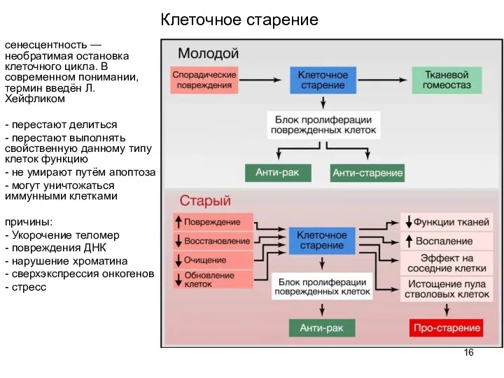 Клеточное старение сенесцентность — необратимая остановка клеточного цикла. В современном