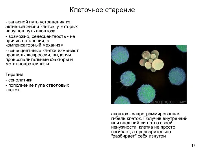 - запасной путь устранения из активной жизни клеток, у которых