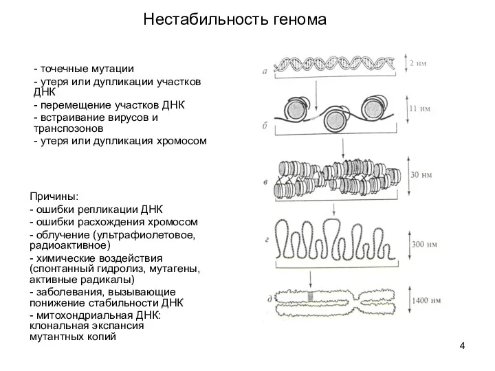 Нестабильность генома - точечные мутации - утеря или дупликации участков