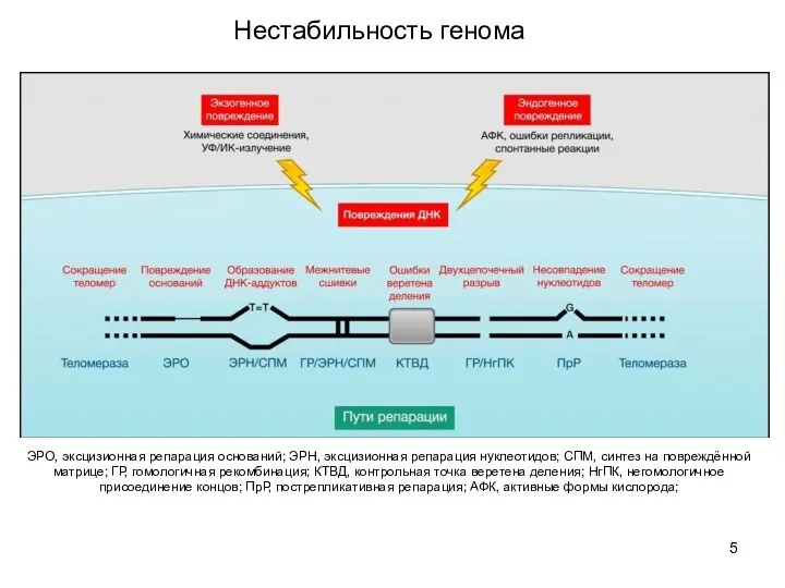 ЭРО, эксцизионная репарация оснований; ЭРН, эксцизионная репарация нуклеотидов; СПМ, синтез