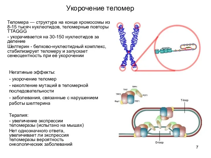 Укорочение теломер Теломера — структура на конце хромосомы из 8-15