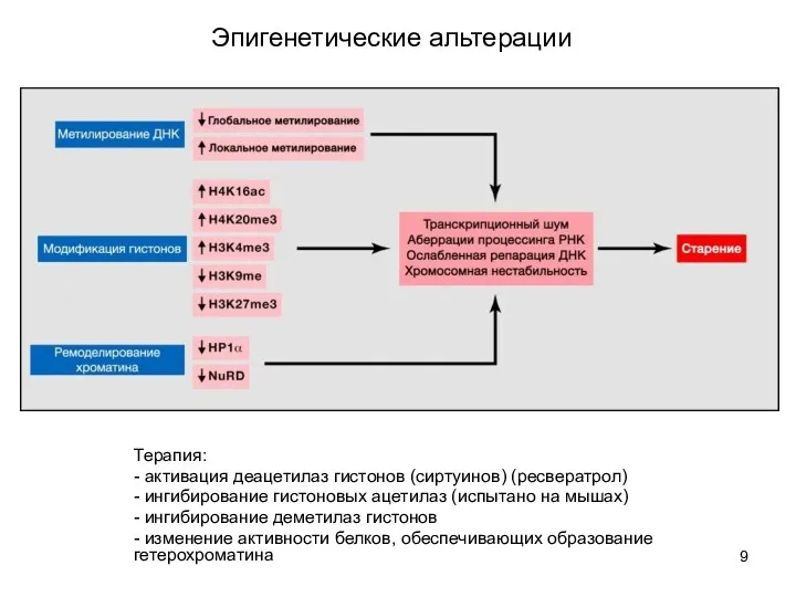 Эпигенетические альтерации Терапия: - активация деацетилаз гистонов (сиртуинов) (ресвератрол) -