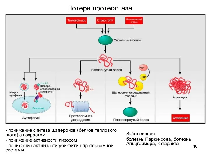 Потеря протеостаза - понижение синтеза шаперонов (белков теплового шока) с