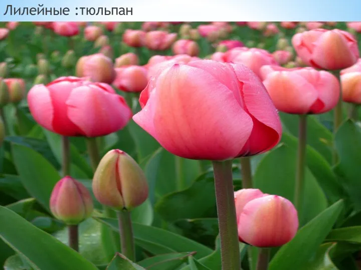 Лилейные :тюльпан