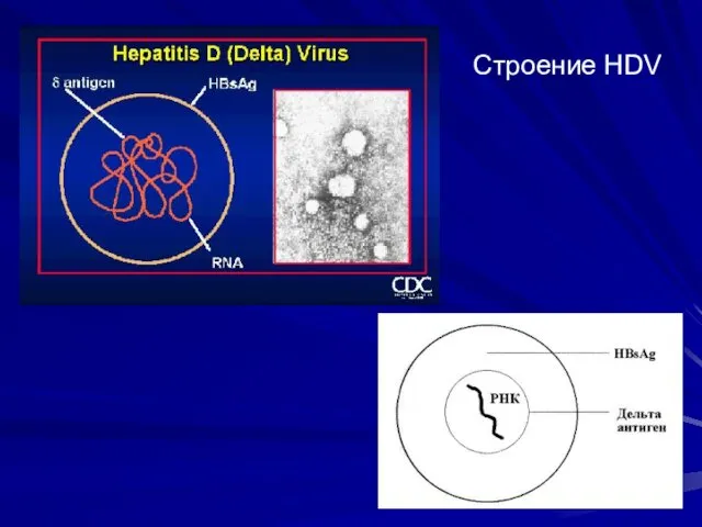 Строение HDV