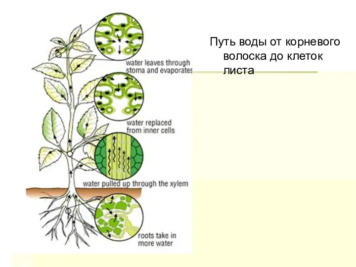 Путь воды от корневого волоска до клеток листа