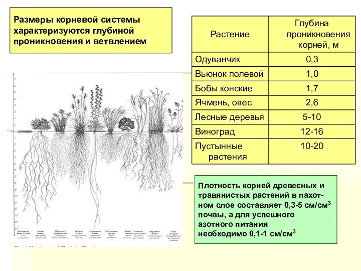 Размеры корневой системы характеризуются глубиной проникновения и ветвлением Плотность корней