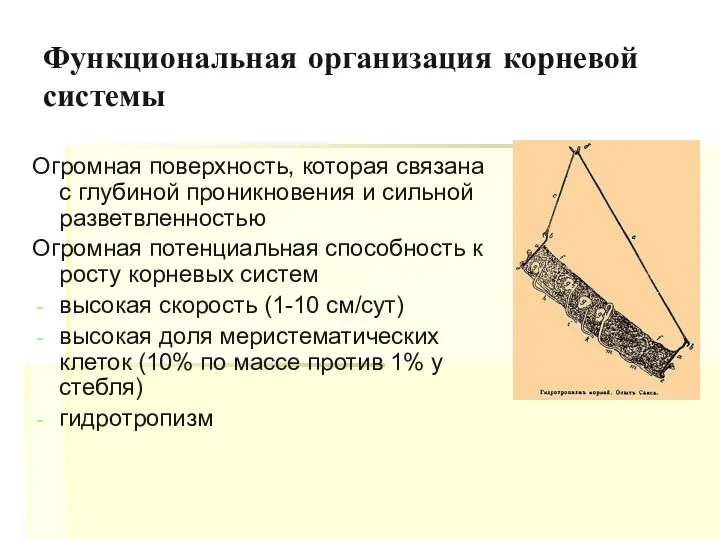 Функциональная организация корневой системы Огромная поверхность, которая связана с глубиной