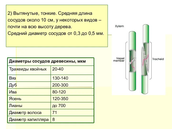 2) Вытянутые, тонкие. Средняя длина сосудов около 10 см, у