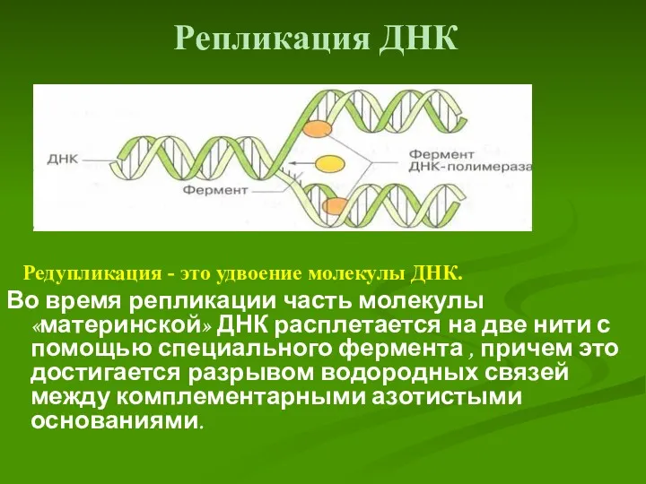 Репликация ДНК Редупликация - это удвоение молекулы ДНК. Во время