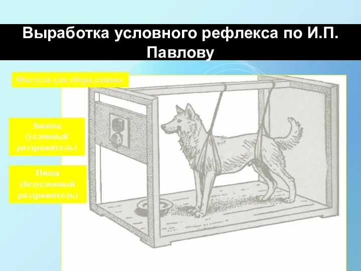 Выработка условного рефлекса по И.П.Павлову Фистула для сбора слюны Звонок (условный раздражитель) Пища (безусловный раздражитель)