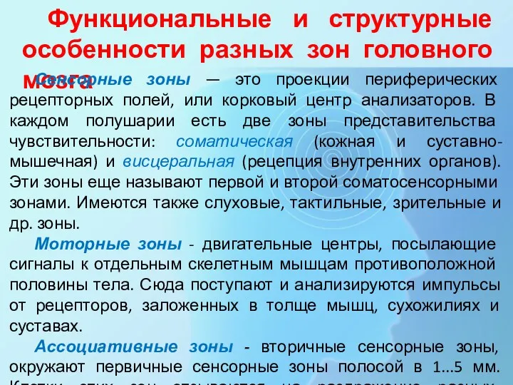 Функциональные и структурные особенности разных зон головного мозга Сенсорные зоны