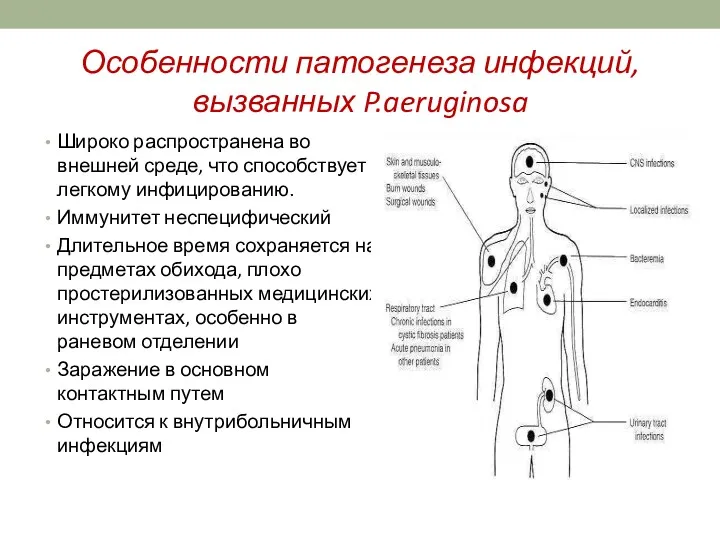 Особенности патогенеза инфекций, вызванных P.aeruginosa Широко распространена во внешней среде,