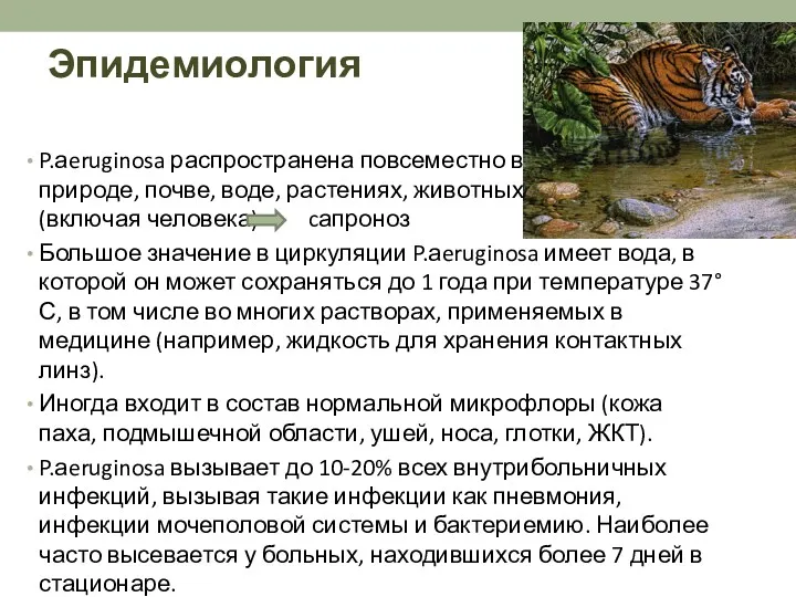 Эпидемиология P.аeruginosa распространена повсеместно в природе, почве, воде, растениях, животных