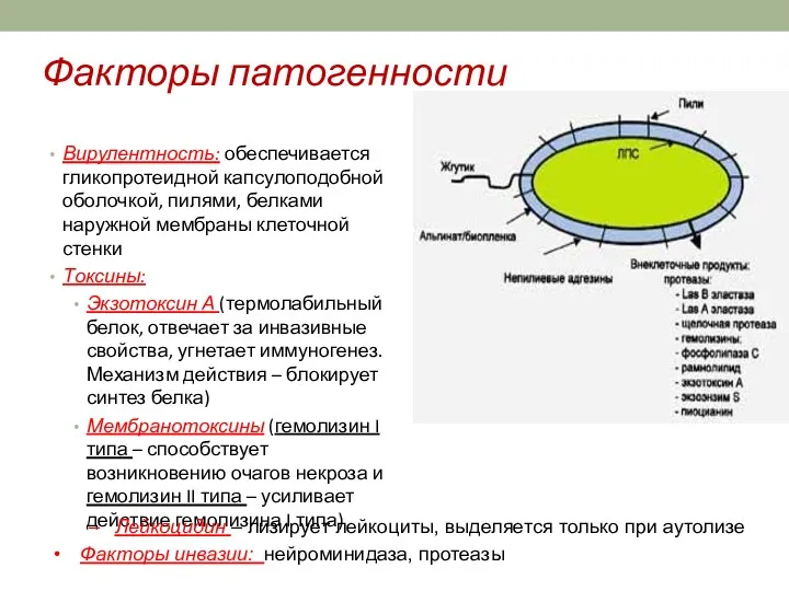 Факторы патогенности Вирулентность: обеспечивается гликопротеидной капсулоподобной оболочкой, пилями, белками наружной