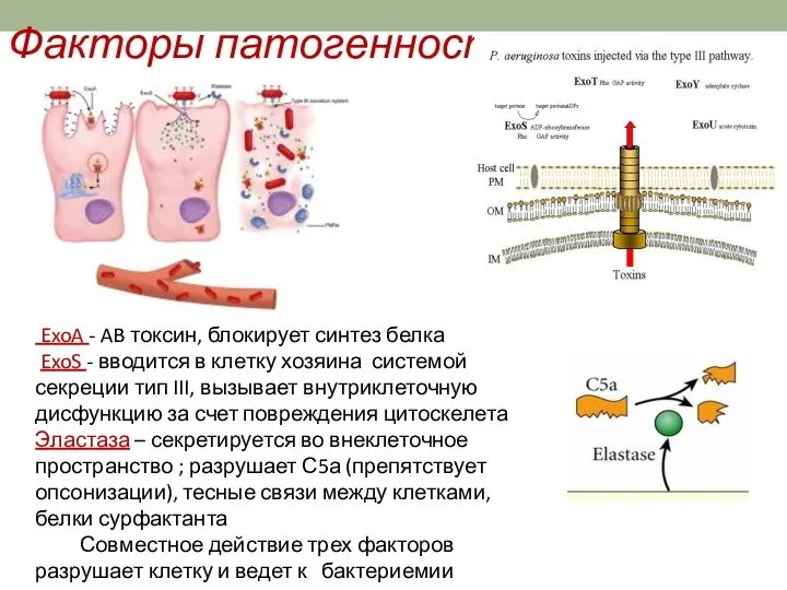 Факторы патогенности ExoA - AB токсин, блокирует синтез белка ExoS