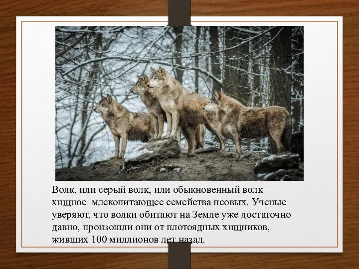 Волк, или серый волк, или обыкновенный волк – хищное млекопитающее семейства псовых. Ученые