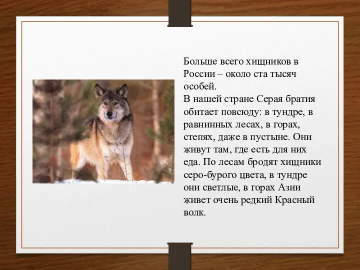 Больше всего хищников в России – около ста тысяч особей. В нашей стране
