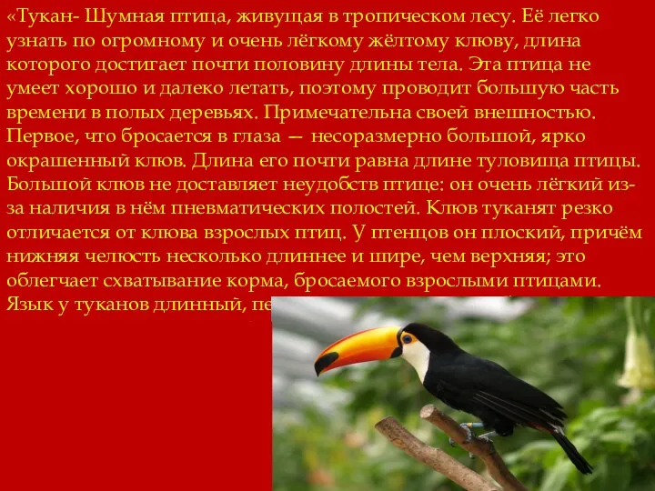 «Тукан- Шумная птица, живущая в тропическом лесу. Её легко узнать