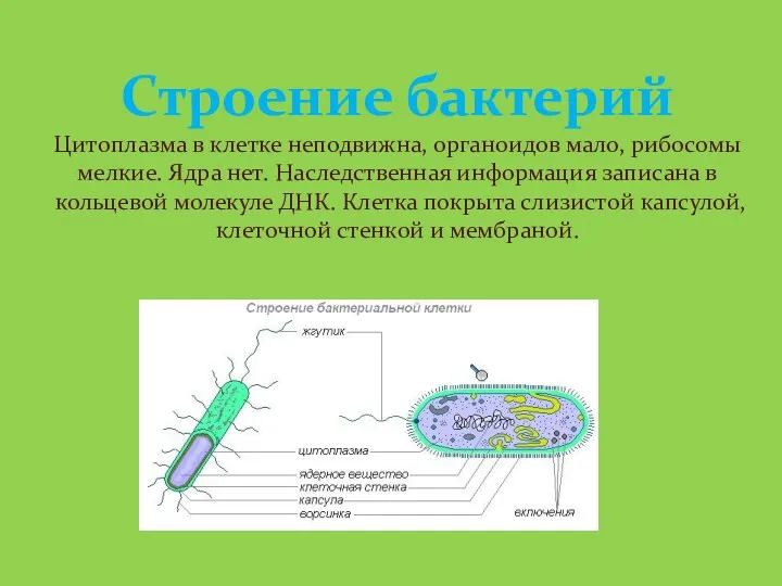 Строение бактерий Цитоплазма в клетке неподвижна, органоидов мало, рибосомы мелкие.