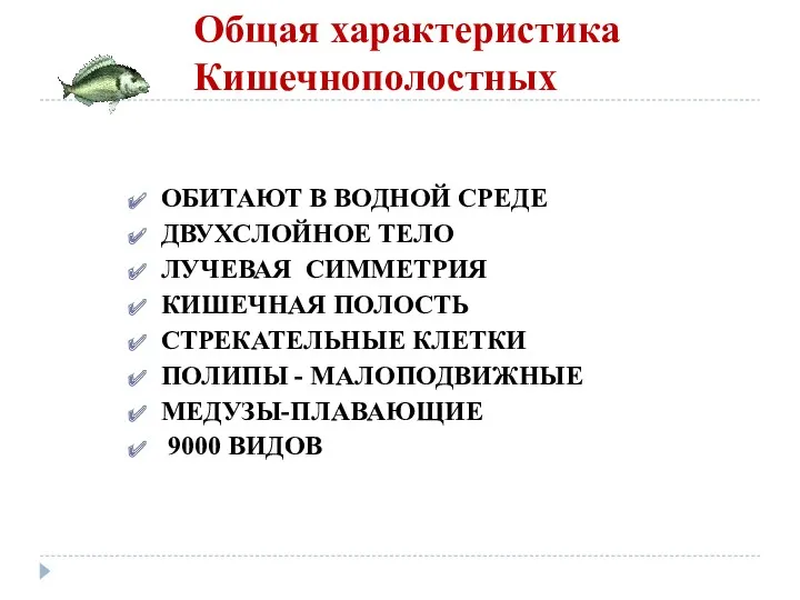 Общая характеристика Кишечнополостных ОБИТАЮТ В ВОДНОЙ СРЕДЕ ДВУХСЛОЙНОЕ ТЕЛО ЛУЧЕВАЯ