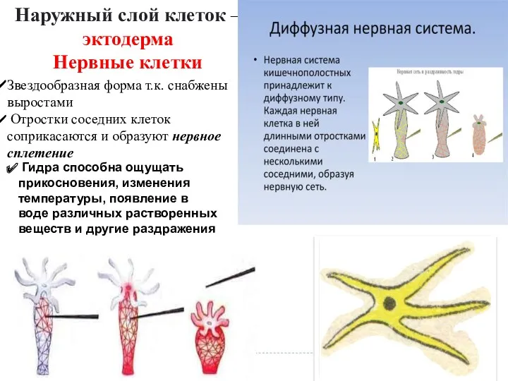 Наружный слой клеток – эктодерма Нервные клетки Звездообразная форма т.к.