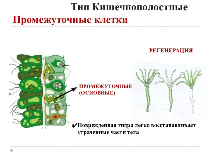 Тип Кишечнополостные Промежуточные клетки Поврежденная гидра легко восстанавливает утраченные части тела РЕГЕНЕРАЦИЯ ПРОМЕЖУТОЧНЫЕ (ОСНОВНЫЕ)