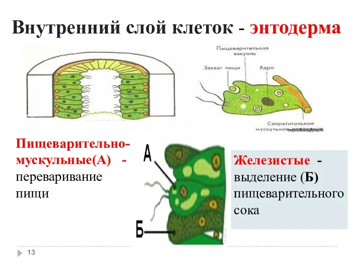 Внутренний слой клеток - энтодерма