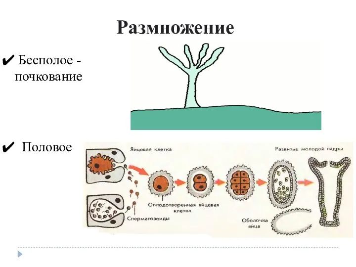 Бесполое - почкование Половое Размножение