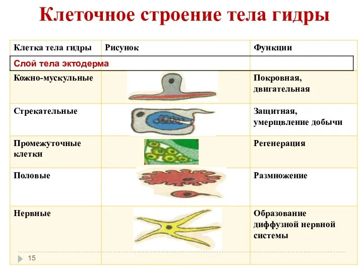 Клеточное строение тела гидры