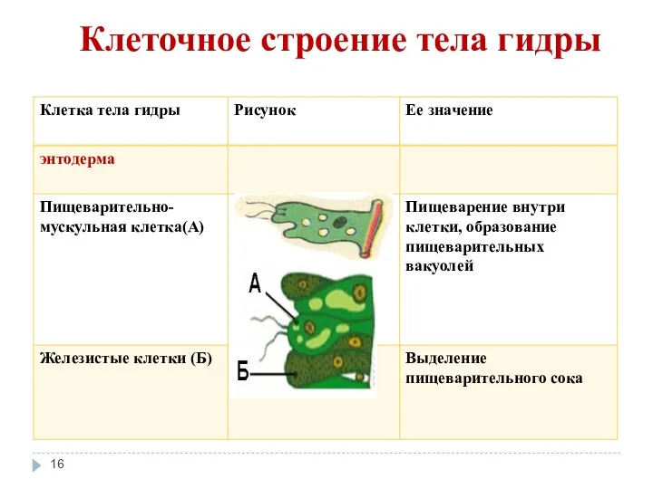 Клеточное строение тела гидры