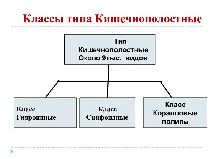 Классы типа Кишечнополостные Класс Сцифоидные Класс Коралловые полипы Класс Гидроидные Тип Кишечнополостные Около 9тыс. видов