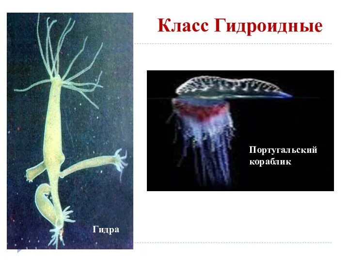 Класс Гидроидные Актиния Красный коралл Гидра Португальский кораблик